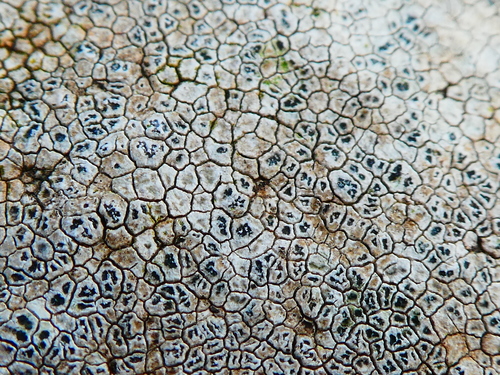 calcareous rimmed lichen