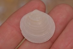 Zemysina globularis