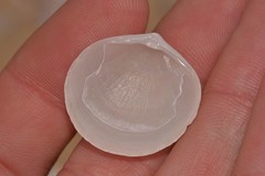 Zemysina globularis