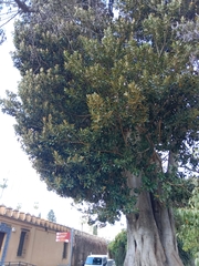 Ficus macrophylla