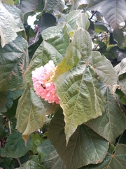 Dombeya wallichii