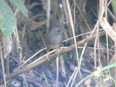 Scytalopus petrophilus