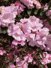 Rhododendron × hybridum