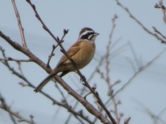 Emberiza cioides