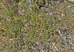Spergularia bocconei