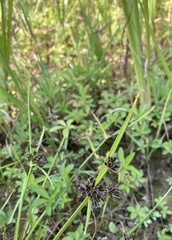 Cyperus fuscus