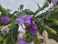 Solanum wrightii
