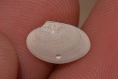 Tapetinae