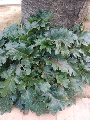 Acanthus mollis