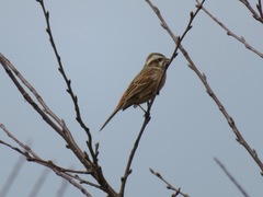 Emberiza cioides