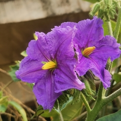 Solanum wrightii