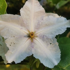 Solanum wrightii