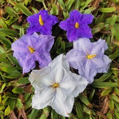 Solanum wrightii