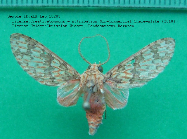 Amaxia fallax