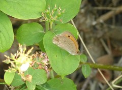 Hyponephele lycaon