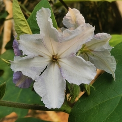 Solanum wrightii