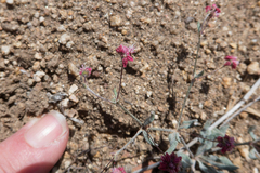 Eriogonum angulosum
