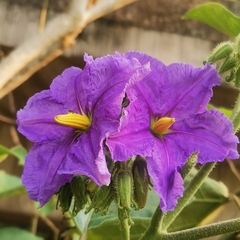 Solanum wrightii