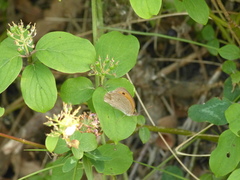 Hyponephele lycaon