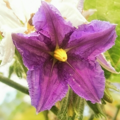 Solanum wrightii