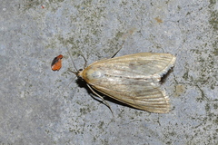 Loxostege turbidalis