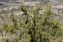 Juniperus coahuilensis
