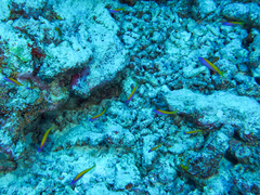 Mirolabrichthys evansi
