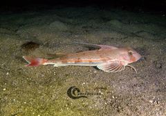 Chelidonichthys obscurus