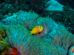 Amphiprion nigripes
