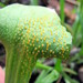 Jack-in-the-Pulpit Rust - Photo (c) Alan Rockefeller, some rights reserved (CC BY), uploaded by Alan Rockefeller