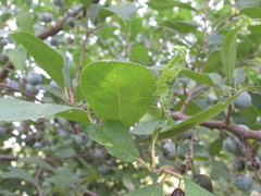 Prunus spinosa dasyphylla
