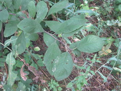Prunus spinosa dasyphylla