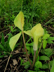 Uromyces ari-triphylli