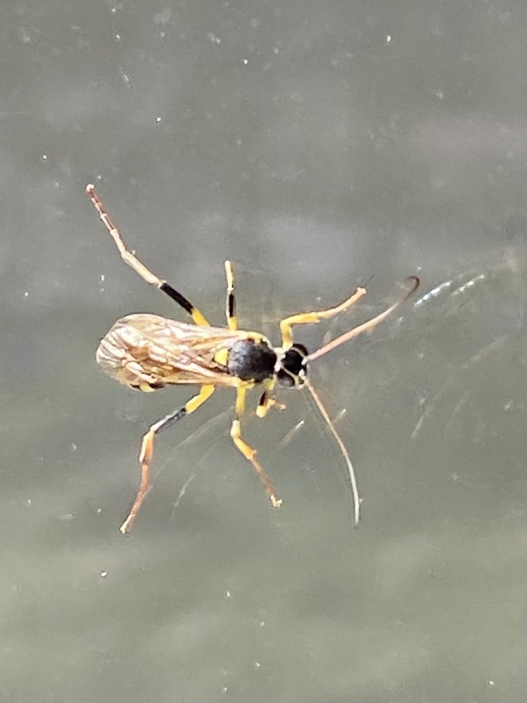 Amblyteles armatorius from Brugerastrasse, Düdingen, Freiburg, CH on