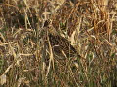 Alauda arvensis japonica