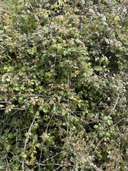 Rubus ulmifolius