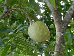 Annona reticulata