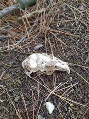 Oryctolagus cuniculus