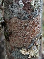 Arthonia cinnabarina