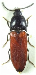 Ampedus praeustus