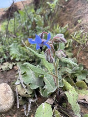 Borago officinalis