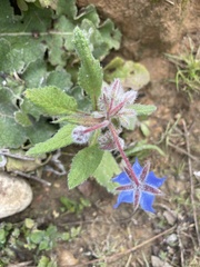 Borago officinalis