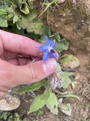 Borago officinalis