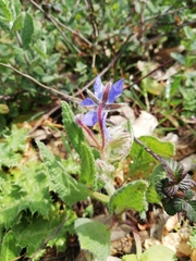 Borago officinalis