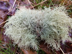 Usnea glabrescens