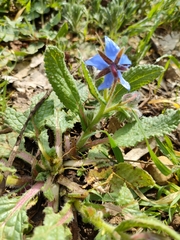 Borago officinalis