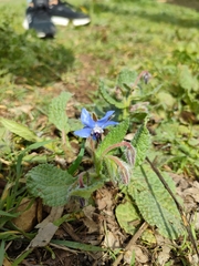 Borago officinalis