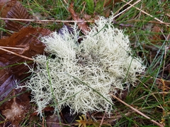 Usnea glabrescens