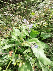 Borago officinalis
