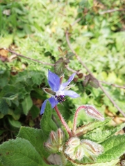 Borago officinalis